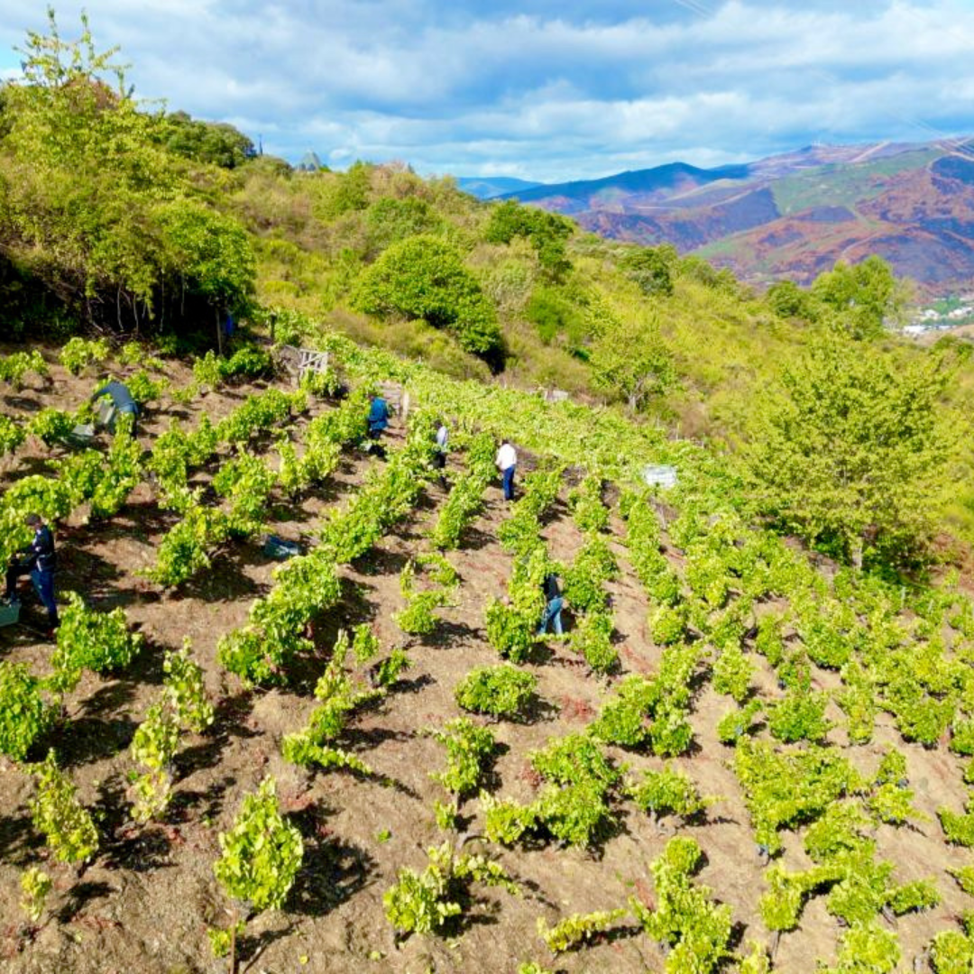 Heroic Viticulture Experience