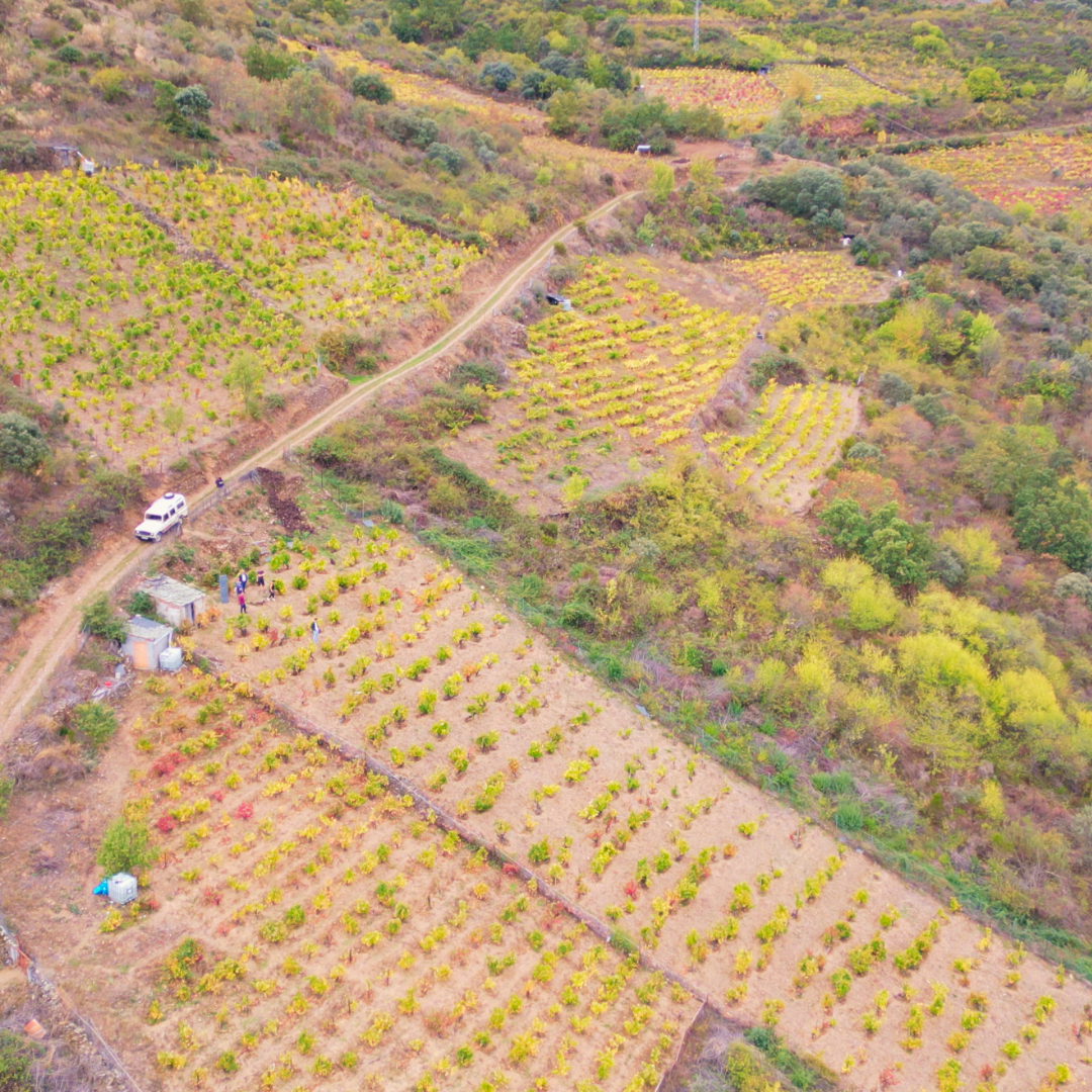 Heroic Viticulture Experience