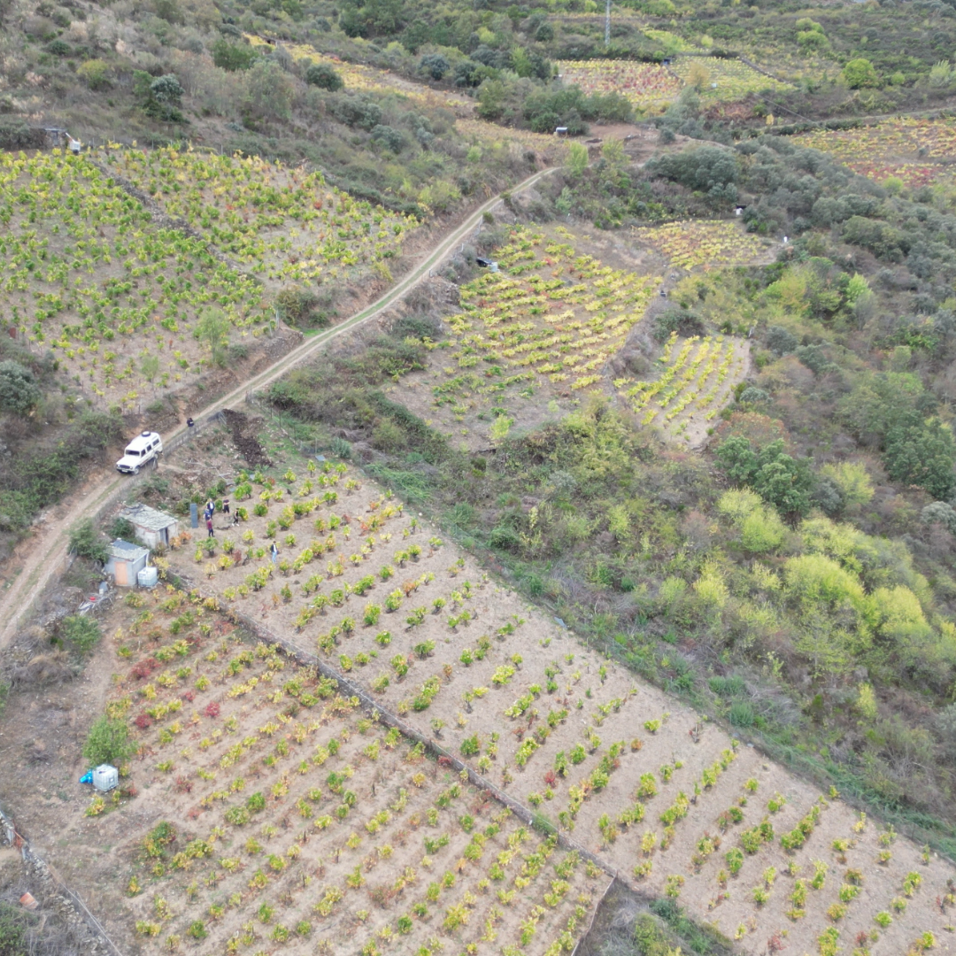 Viticultura de montaña en el Bierzo