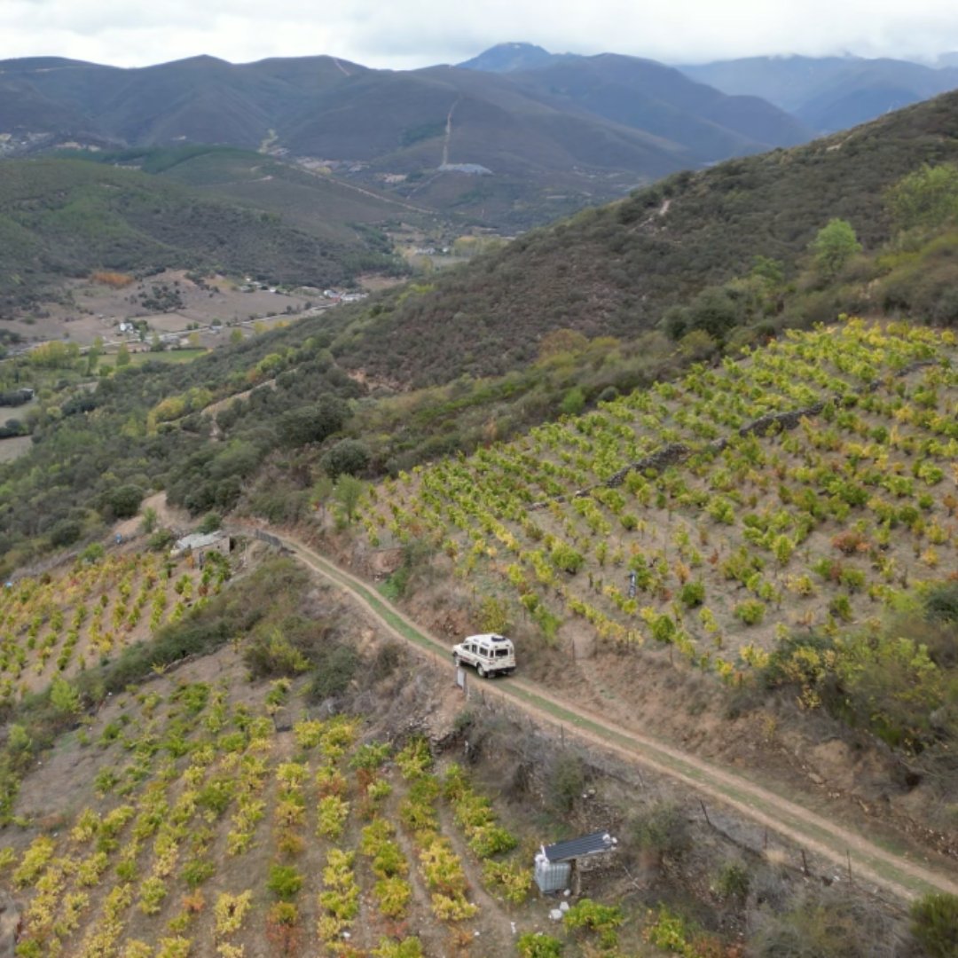 Viticultura heroica Pago de los Abuelos en el Bierzo